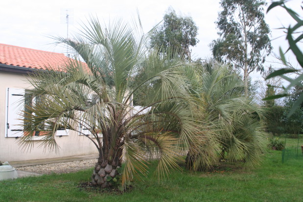 Butia odorata 1 & 2 20120101_0030_1.JPG