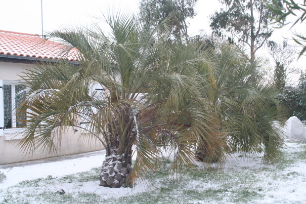 Butia odorata 1 & 2 20120205_0376_1.JPG