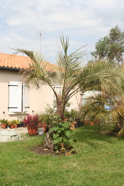 Butia odorata 2 20120602_1068_1.JPG