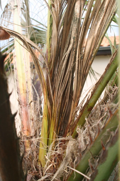 Butia odorata 2 20120602_1071_1.JPG