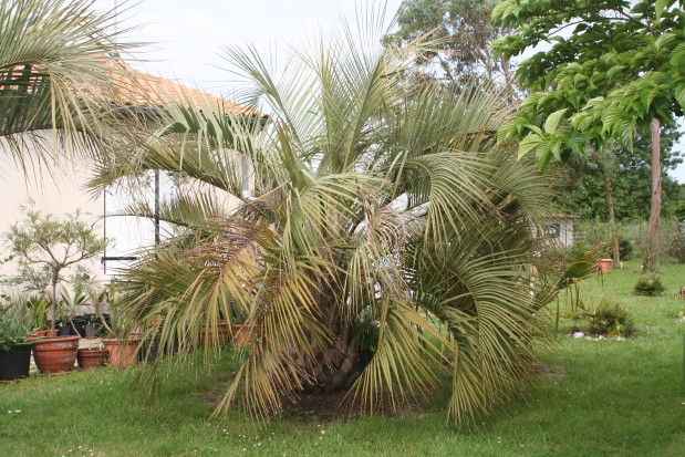 Butia odorata 1 20120602_1074_1.JPG
