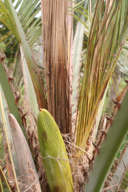 Butia odorata 1 20120602_1076_1.JPG