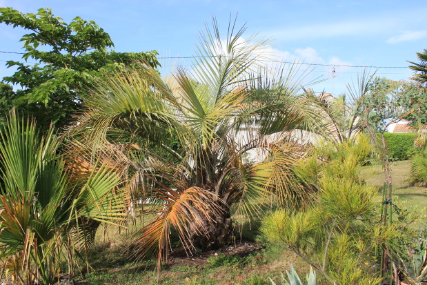 Butia odorata 1 20120813_7895_1.JPG