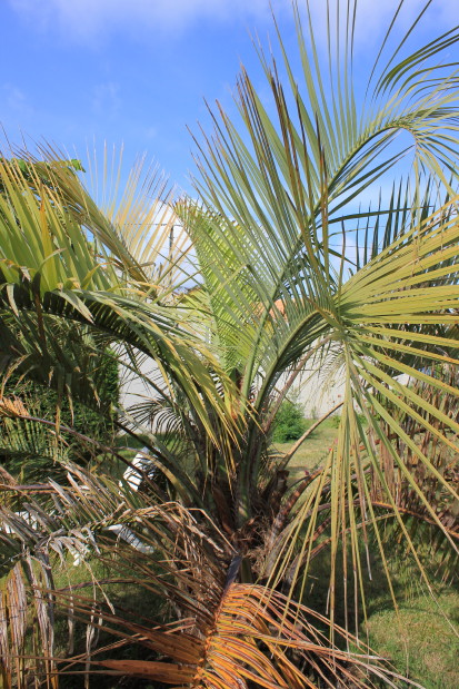 Butia odorata 1 20120813_7898_1.JPG