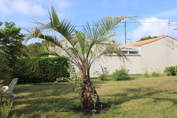 Butia odorata 2 20120813_7892_1.JPG