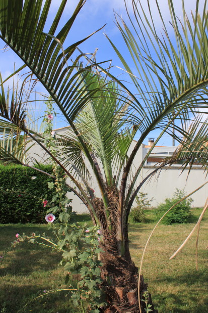 Butia odorata 2 20120813_7893_1.JPG