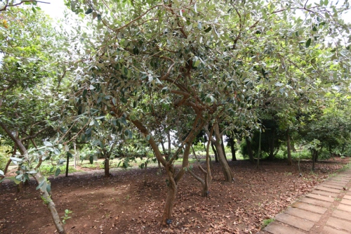 615-Feijoa-sellowiana.jpg