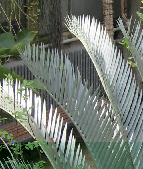 Encephalartos-feuilles.JPG