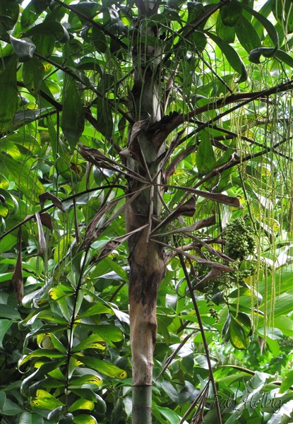 Le Dypsis pinnatifrons fleurs et fruits 2.jpg