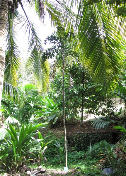 Le Dypsis pinnatifrons fleurs et fruits 1.jpg