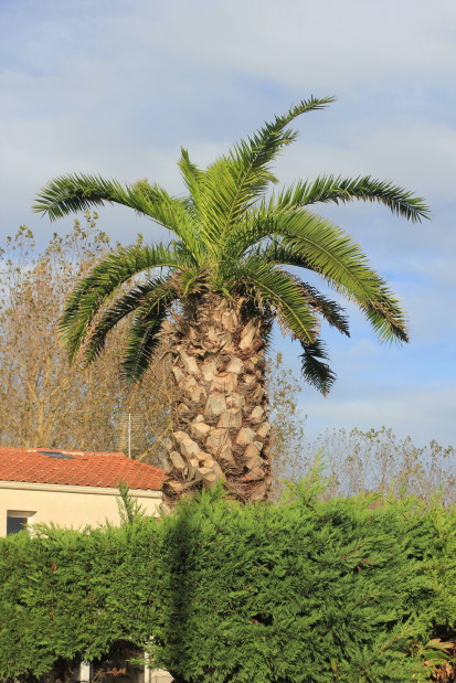 Phoenix canariensis 20121104_9030_1.JPG