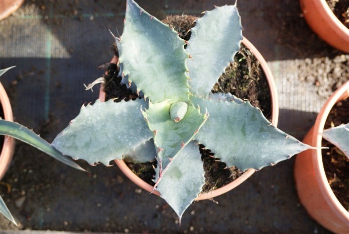 agave 1.JPG