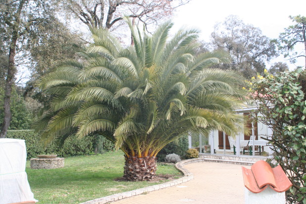 Phoenix canariensis 20070216_0008_1.JPG