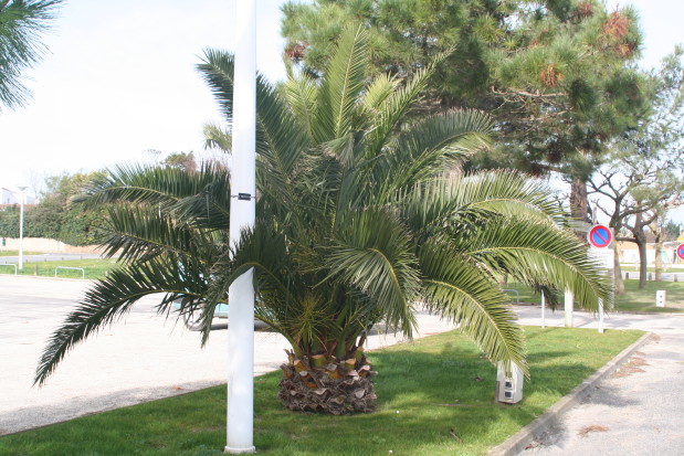 Phoenix canariensis 4 20070216_0060_1.JPG