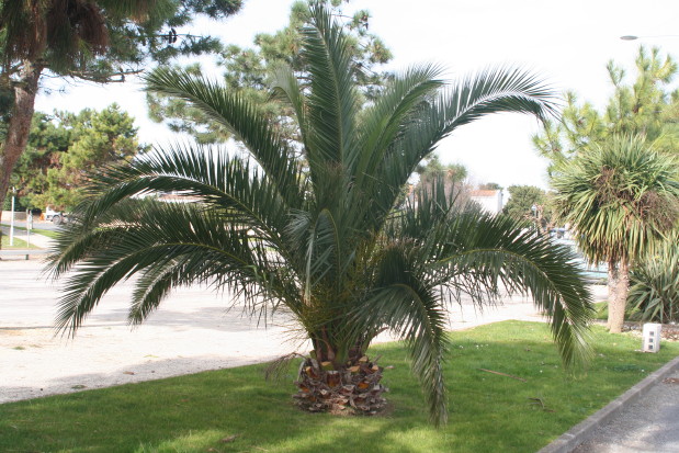 Phoenix canariensis 3 20070216_0058_1.JPG