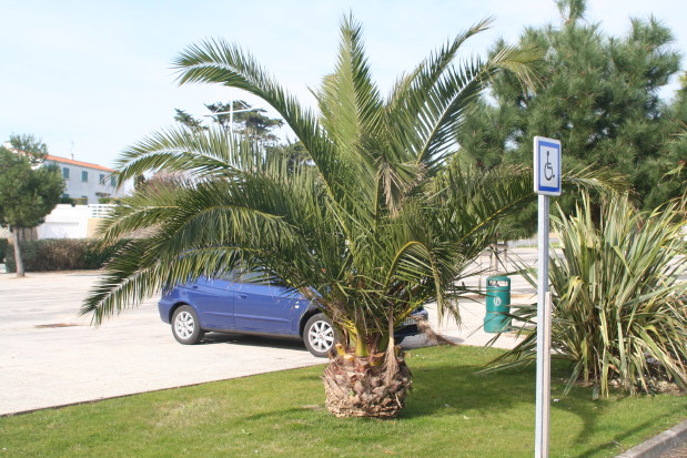 Phoenix canariensis 2 20070216_0055_1.JPG