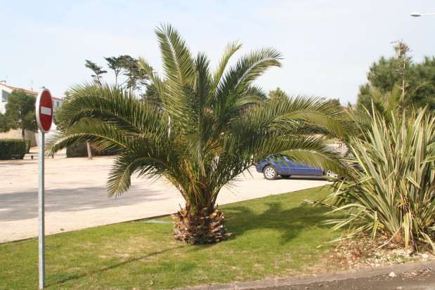 Phoenix canariensis 1 20070216_0053_1.JPG