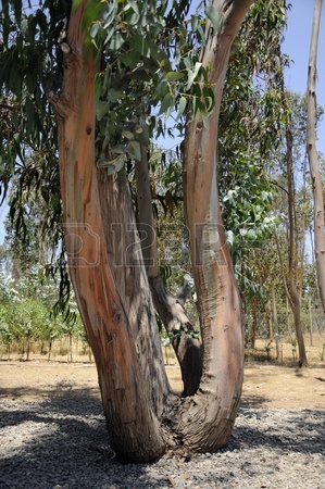 12178756-eucalyptus-en-forme-de-tronc-et-courbes-site-singulier-domaine-rural.jpg
