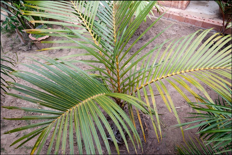 Hyophorbe verschaffeltii 2.jpg