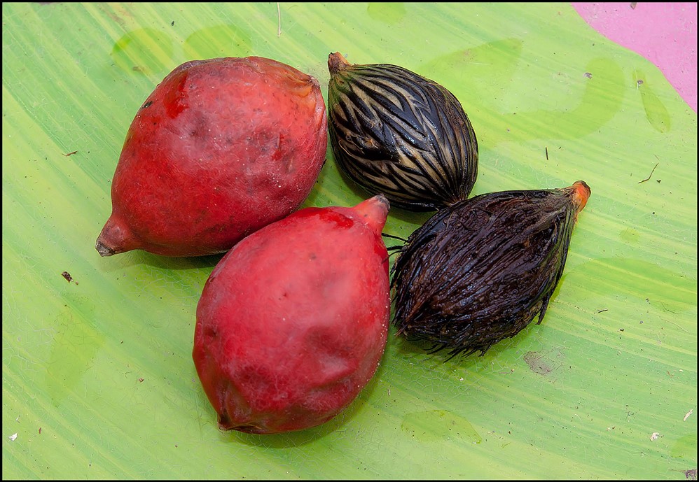 Roystonea regia (fruits et graines).jpg