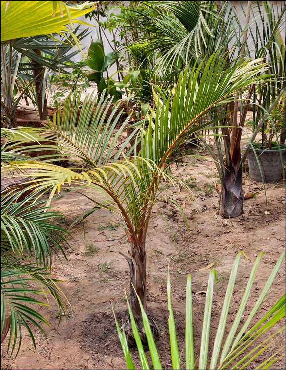 Hyophorbe verschaffeltii 1.jpg