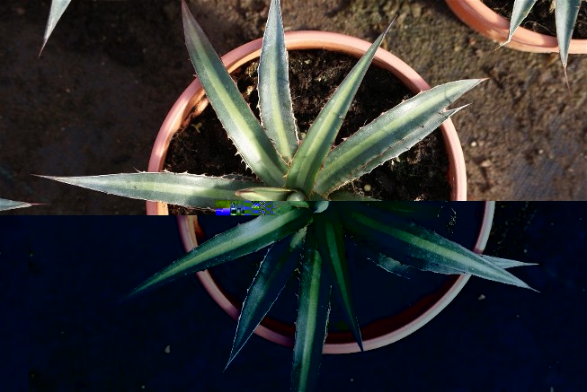agave 2.JPG