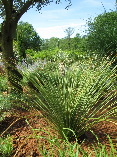 photo jardin printemps 2014 030 (480x640).jpg