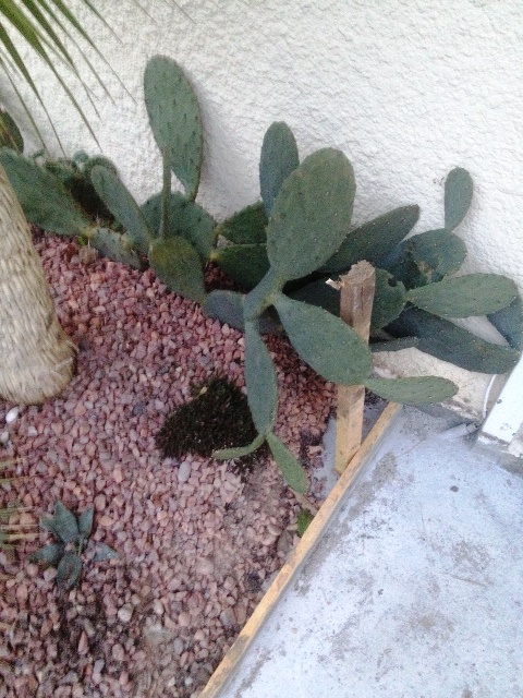 opuntia.jpg