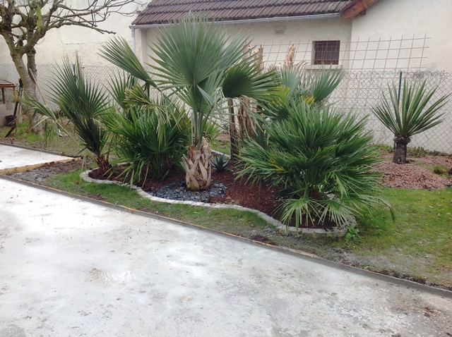 sabal 20151.jpg