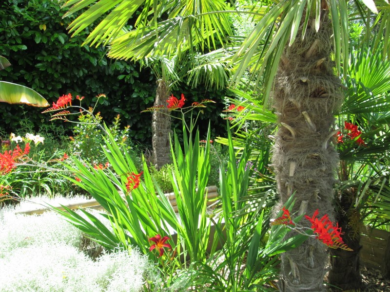photo jardin printemps 2014 120 (800x600).jpg