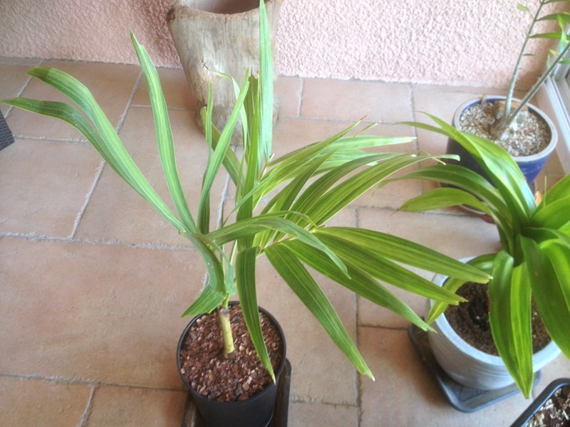 Adonidia var.JPG