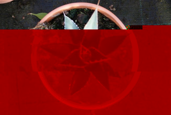 agave 3.JPG