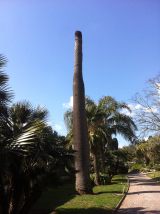 Jubaea chiliensis (enfin ce qui l'en reste)