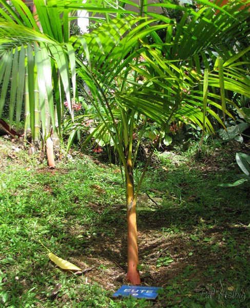 L'Euterpe edulis à manchon orange.jpg
