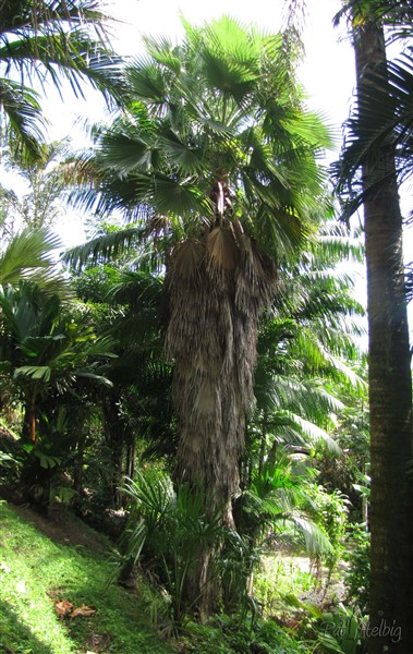 Le Washingtonia robusta et son manteau foliaire!.jpg