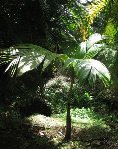 Le Bentinckia nicobarica sur le bord de la ravine.jpg