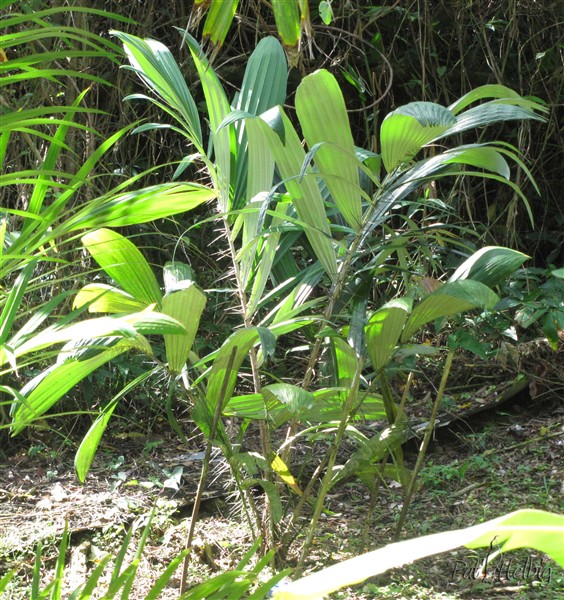 L'Astrocarium murumuru encore un épineux du bassin amazonien.jpg