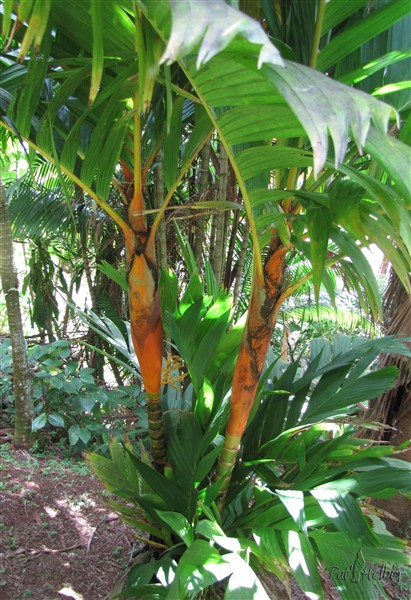 L'Areca vestaria à manchon orange.jpg