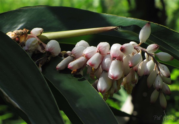 L'Alpinia zerumbet appelé ici à tout maux de la famille du gingembre et dont on utilise fleurs et feuilles en infusion contre la grippe.jpg