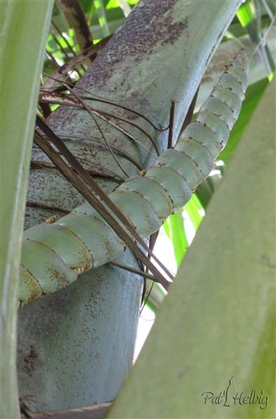 Enfin trois nouvelles inflorescences naissantes sur le Mauritia flexuosa! 2.jpg