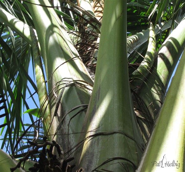 Enfin trois nouvelles inflorescences naissantes sur le Mauritia flexuosa! 1.jpg