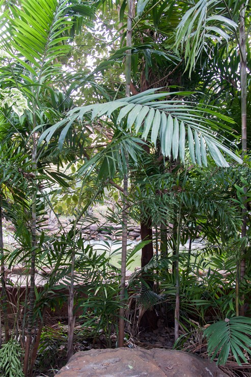 Ptychosperma macarthurii (1).jpg