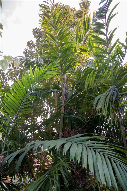 Ptychosperma macarthurii (6).jpg