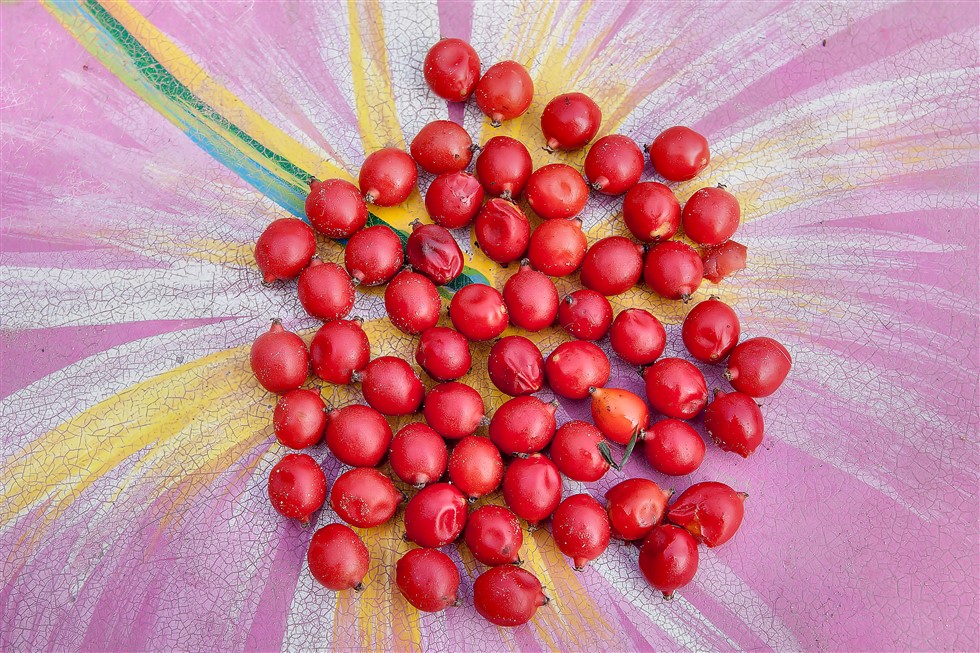 Ptychosperma macarthurii (fruits).jpg