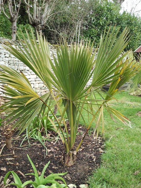 sabal palmetto.jpg