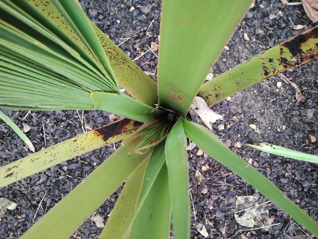 sabal 2 001.jpg