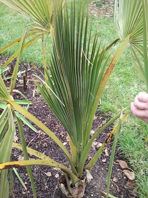 sabal 2 003.jpg