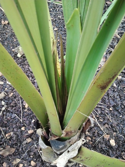 sabal 2 002.jpg