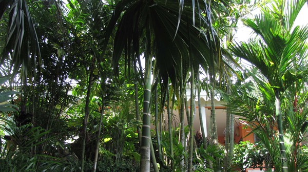 Un fouillis de palmiers attirés par la maison!.jpg