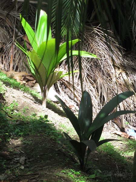 Les Pelagodoxa henryana; la relève est assurée!.jpg